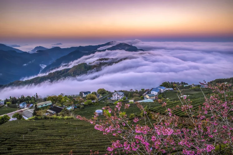 Reisebild: Wo der Nebel tanzt und der Tee blüht