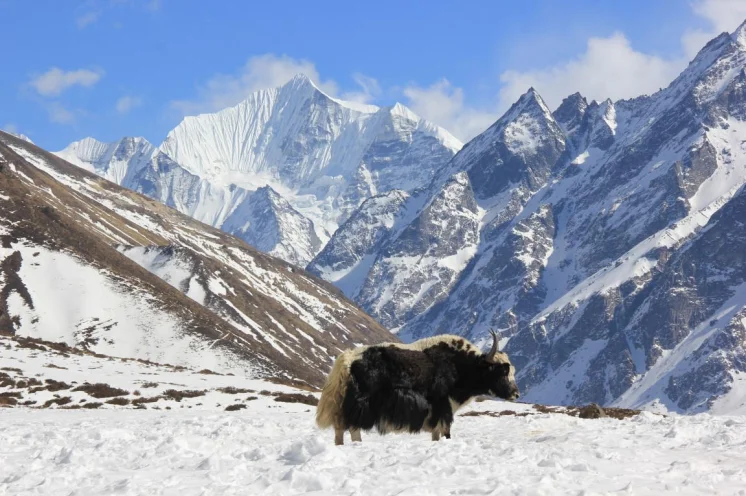 Reisebild: Langtang, Helambu und Tamang