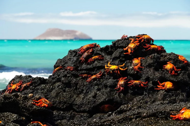 Reisebild: Galapagos – Inseln des Lebens