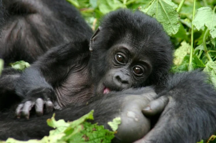 Reisebild: Gorillas im Nebel